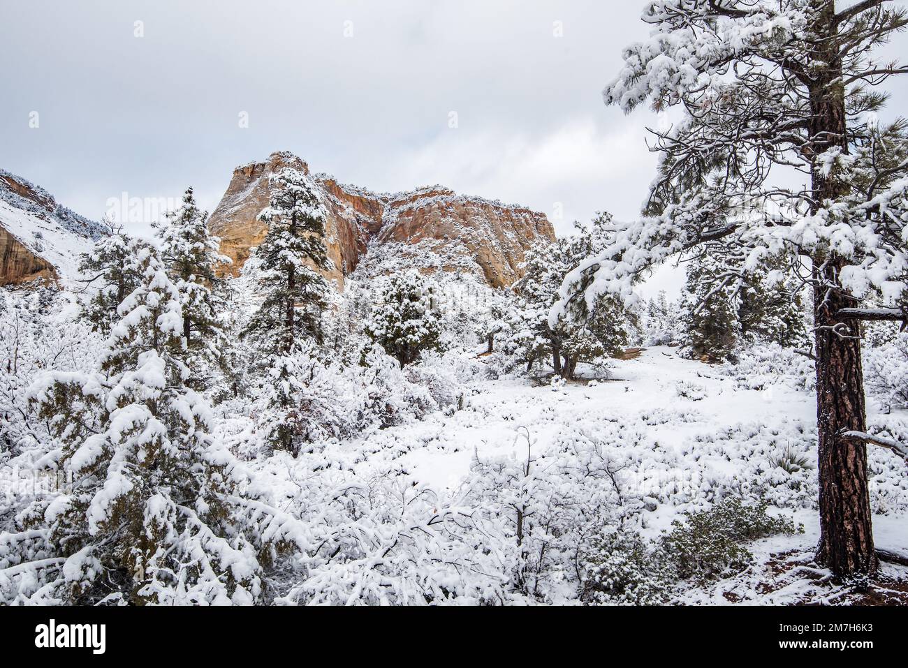 Schneefall im Winter im Zions-Nationalpark, Utah, USA. Dieser herrliche Park verwandelt sich nach einem schweren Sturm in ein Winterwunderland. Stockfoto