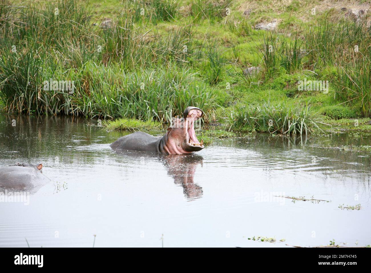 Nilpferd, offener Mund, weite Safari Afrika Stockfoto