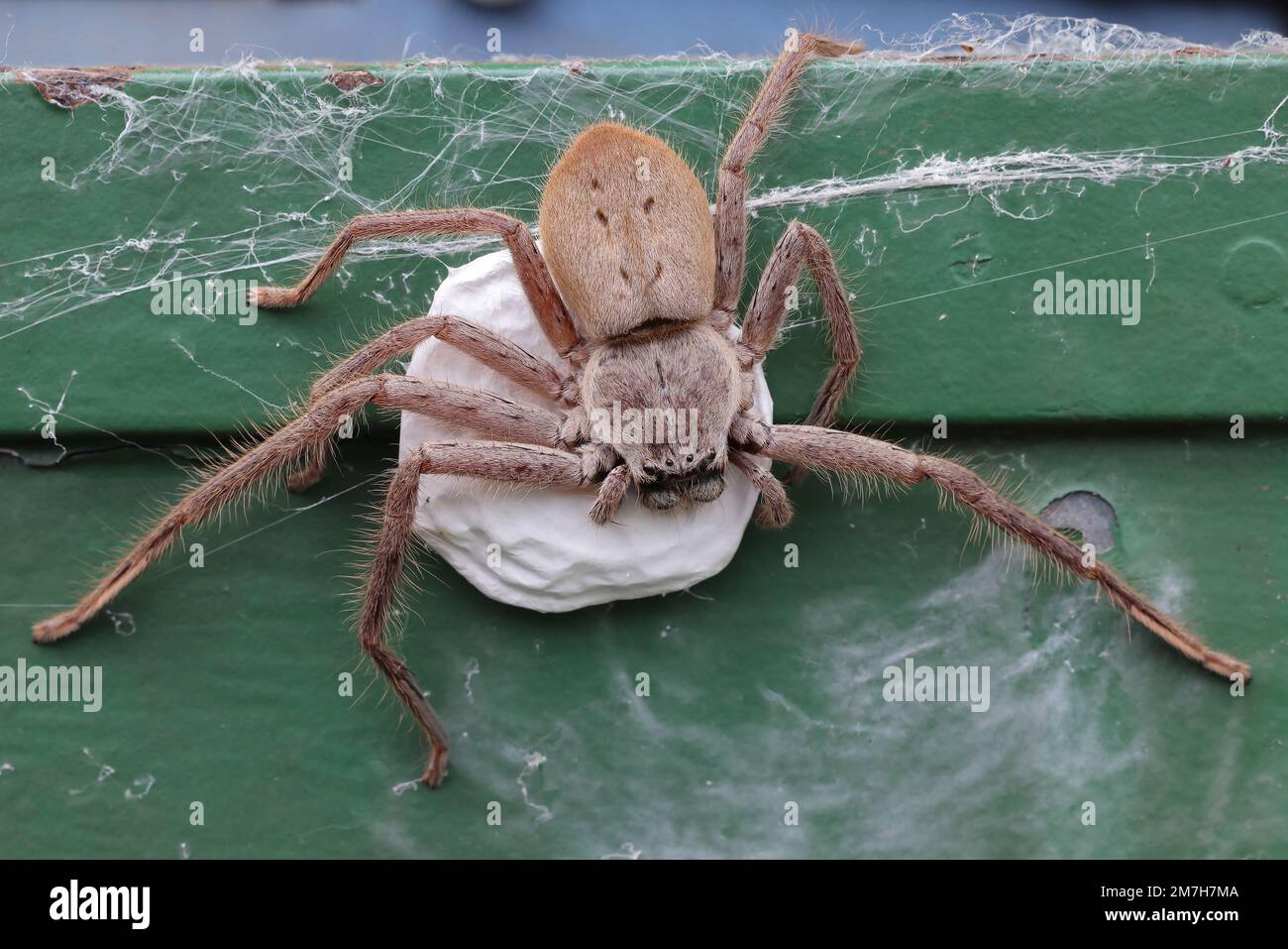 Huntsman Spider guarding Ei sac Stockfoto
