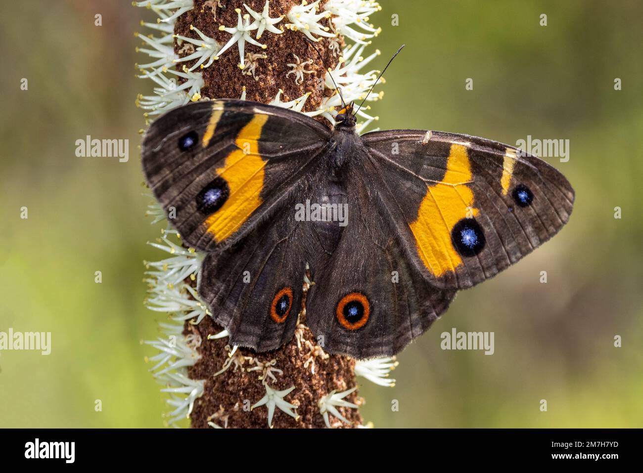 Australisches Schwertgras Brauner Schmetterling, der sich von Nektar eines Grasbaums ernährt Stockfoto