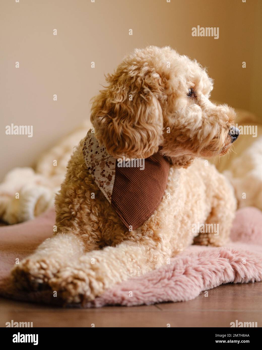 Cockapoo-Hund sitzt auf einem Teppich und trägt ein braunes Bandana Stockfoto