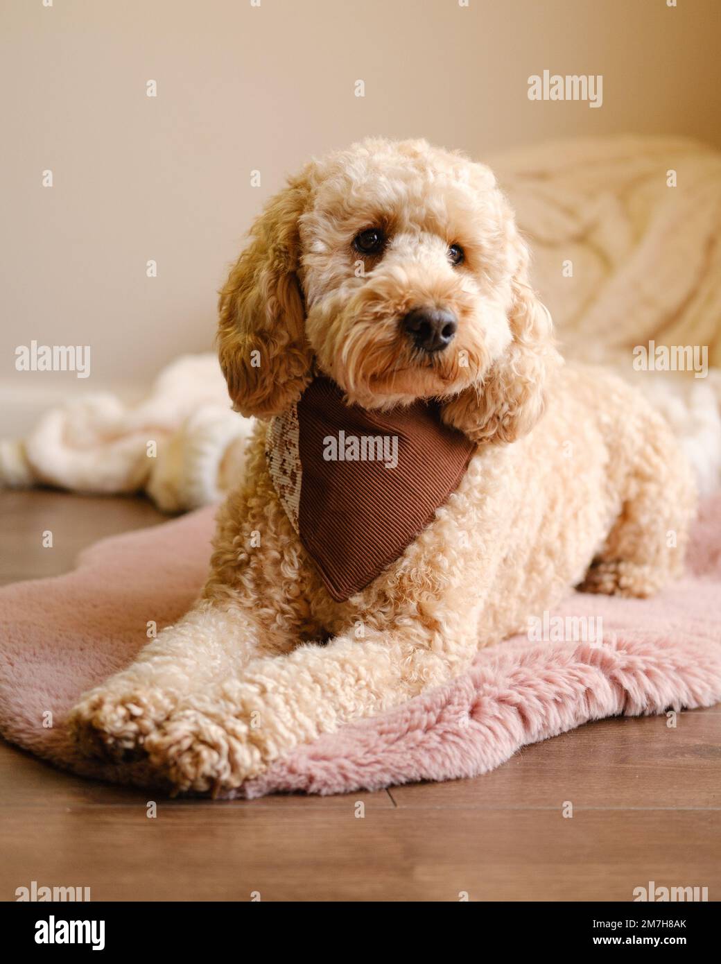 Cockapoo-Hund sitzt auf einem Teppich und trägt ein braunes Bandana Stockfoto