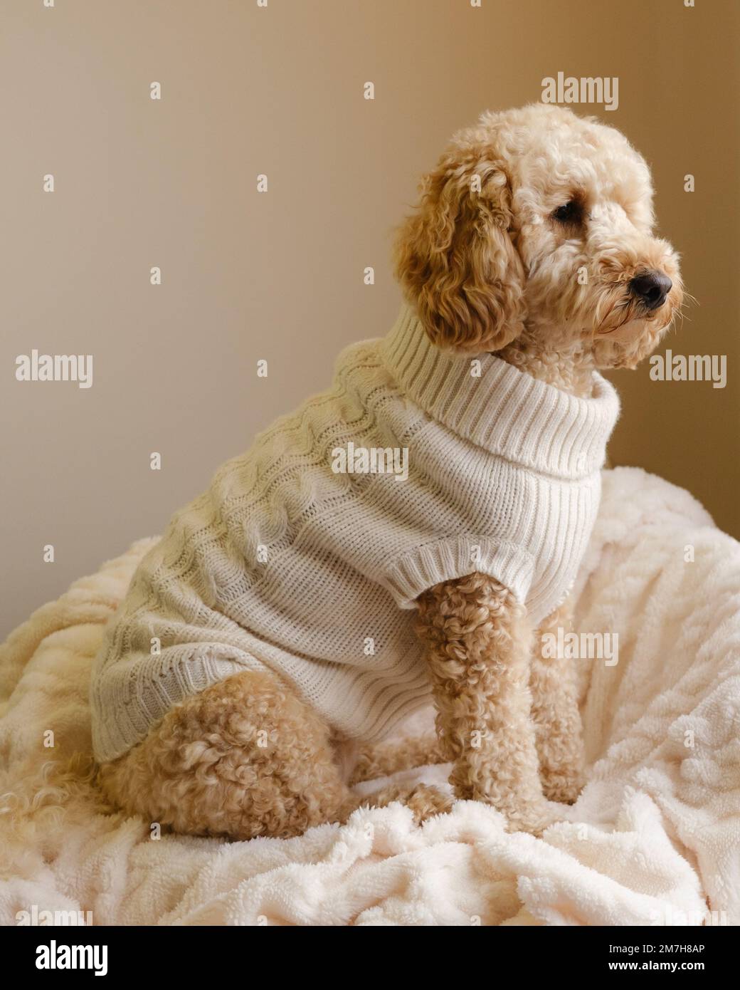 Cockapoo-Hund trägt einen Creme-Pullover und sitzt auf einer Decke Stockfoto