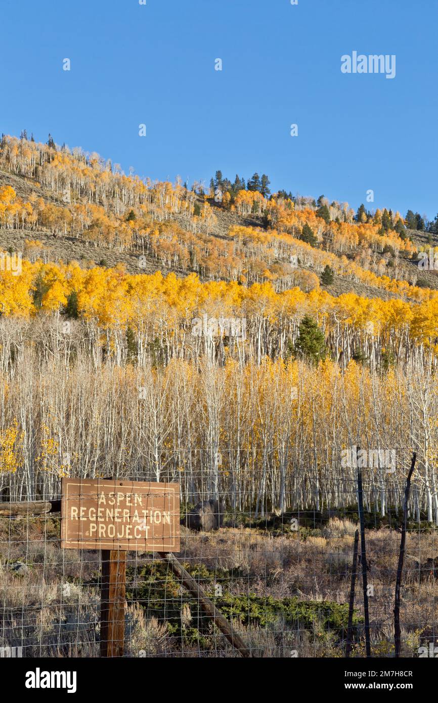 Aspen Regeneration Project 'Pando Clone', zitternder Riese 'Populus tremuloides' Morgenlicht, Mitte Oktober, Fish Lake National Park, Fish Lake, Utah. Stockfoto