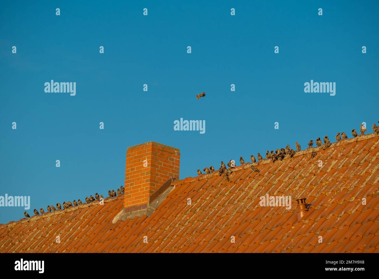 Vögel im städtischen Lebensraum. Vogelschar sitzt auf einem roten Ziegeldach. Vogelminimalismus. Stockfoto