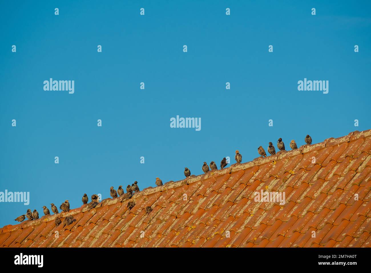Vögel sitzen auf einem gefliesten Dach. Vögel im städtischen Lebensraum. Vogelminimalismus. Natürliche Geometrie. Stockfoto