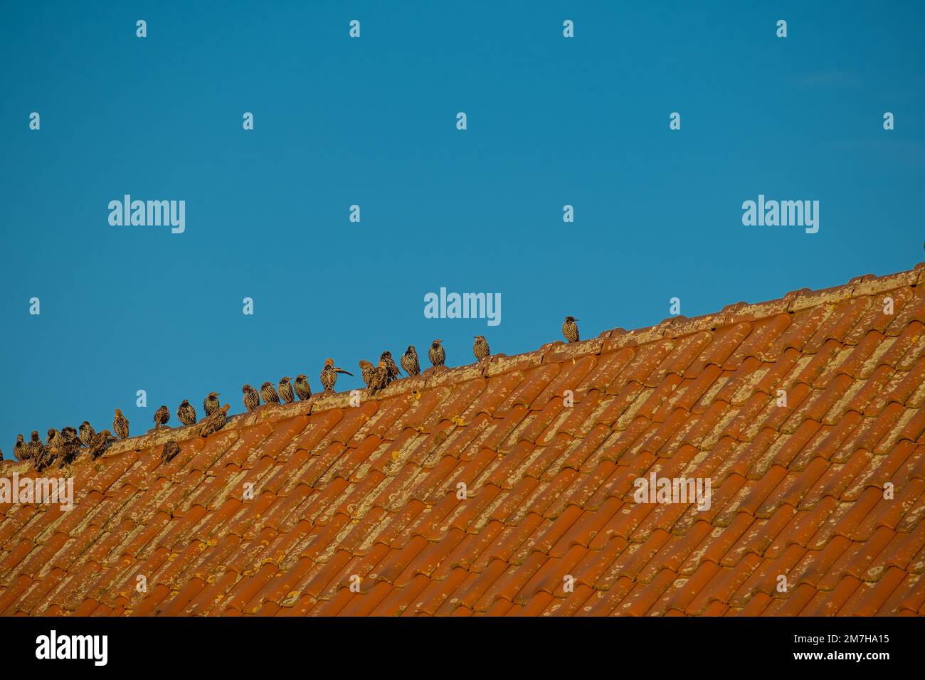 Vögel sitzen auf einem Dach. Vögel in städtischem Lebensraum. Vogelminimalismus. Stockfoto