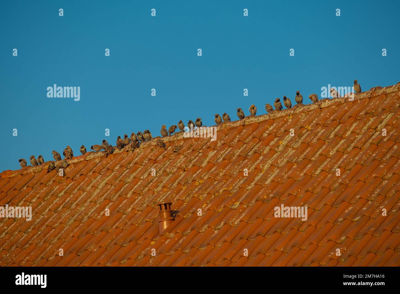 Vögel sitzen auf einem gefliesten Dach. Vögel in städtischem Lebensraum. Vogelminimalismus. Natürliche Geometrie. Stockfoto