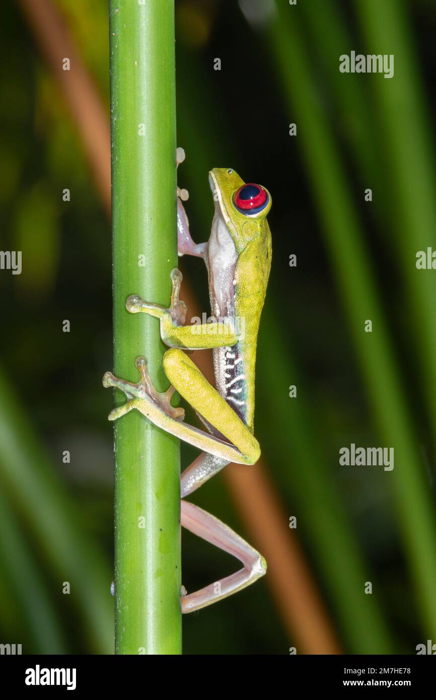 Rothäugiger Frosch, Costa Rica Stockfoto