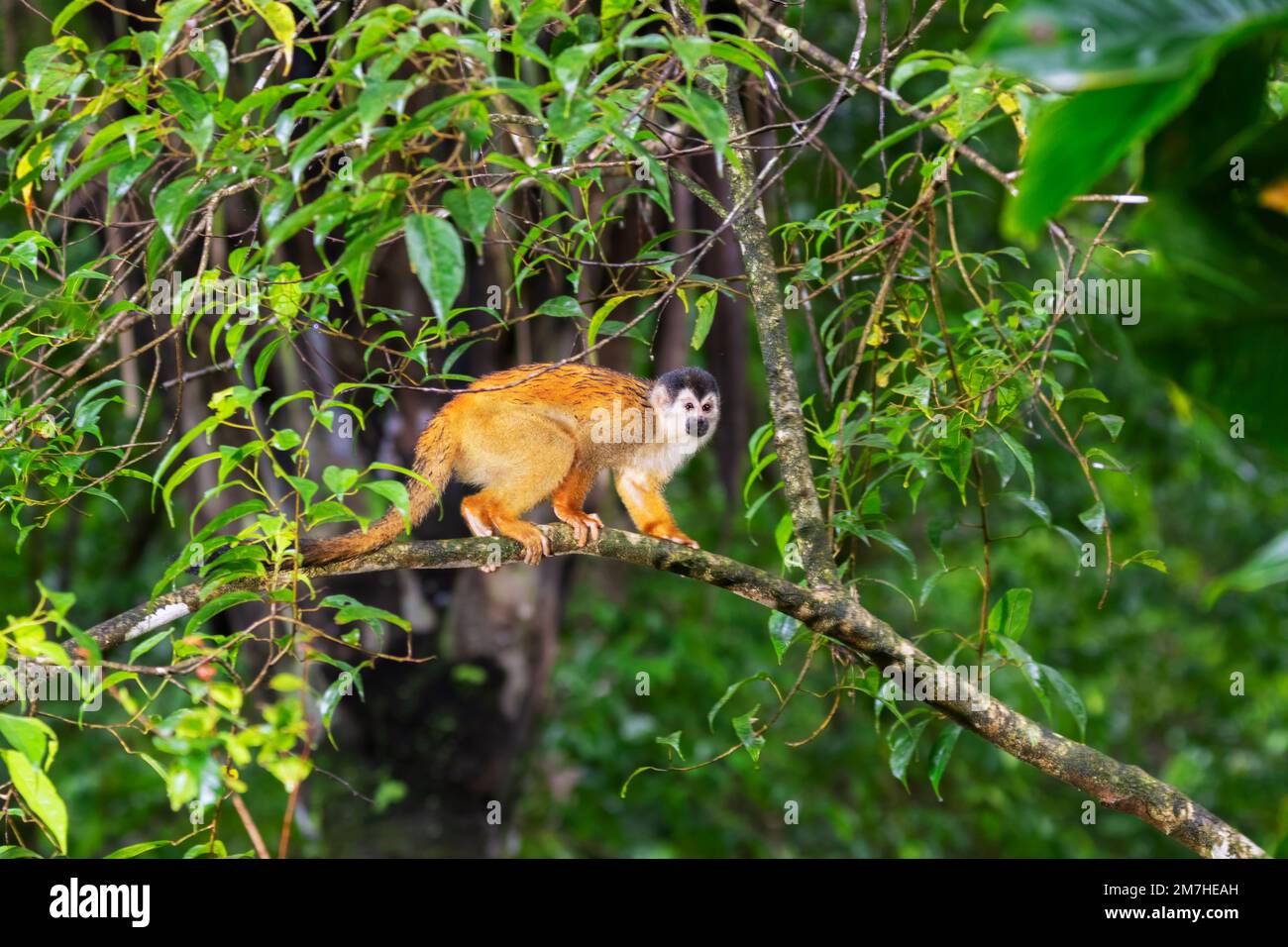 Der Eichhörnchenaffe in einem Regenwald, Corcovado-Nationalpark, Costa Rica Stockfoto