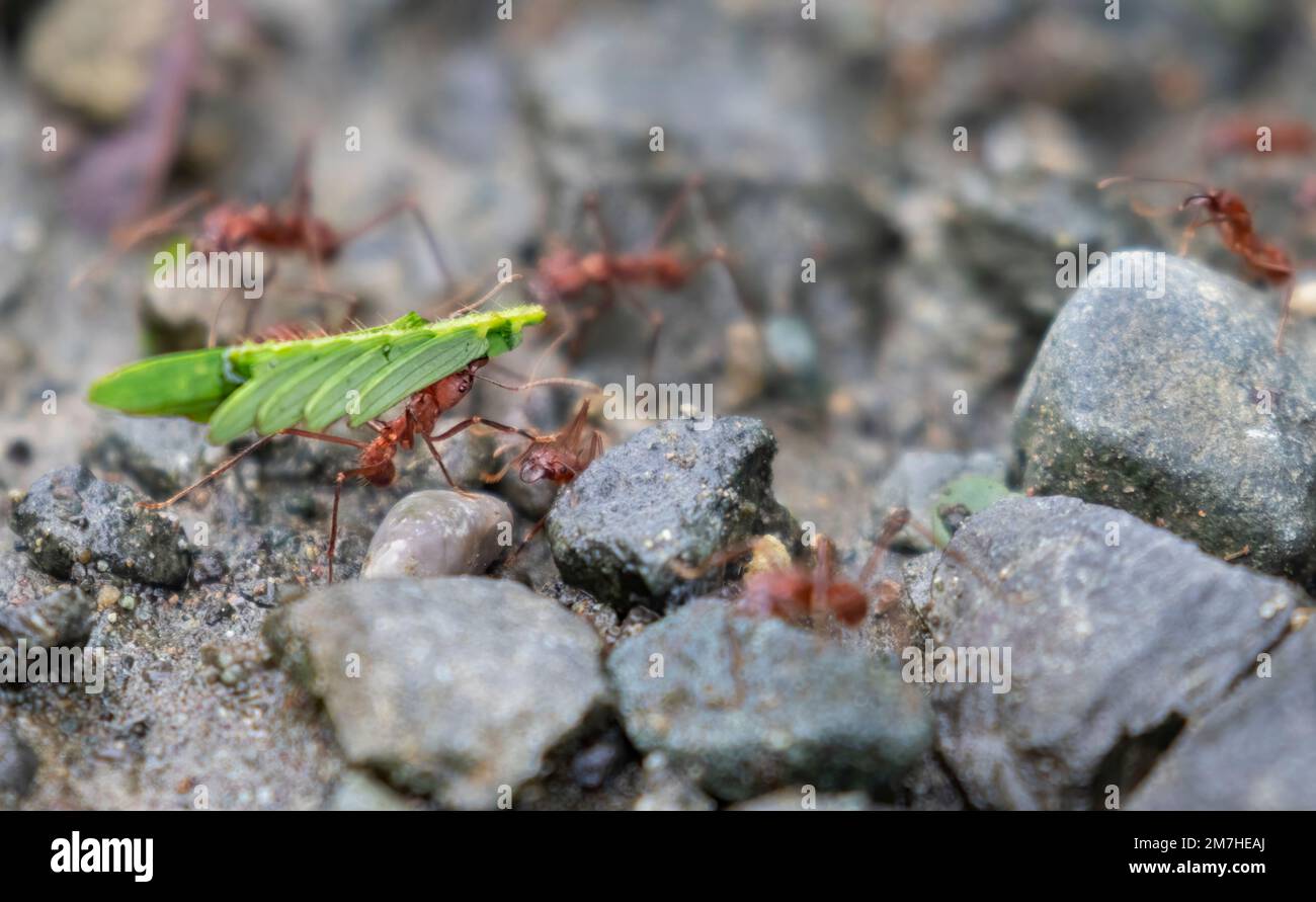 Blattschneider-Ameisen, die Blätter in ihr Nest tragen Stockfoto