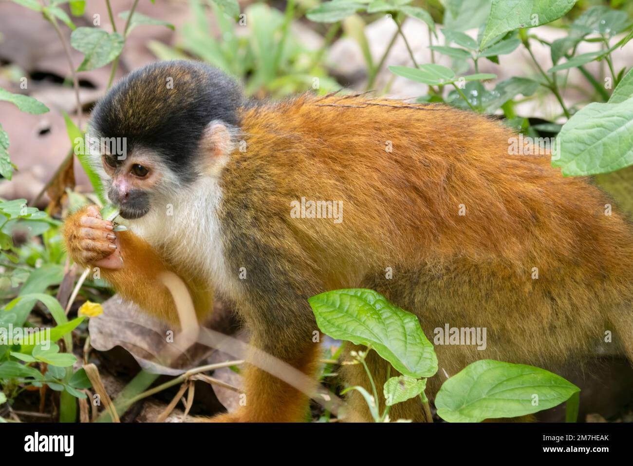 Die Eichhörnchenaffen, die am Boden fressen, Corcovado-Nationalpark, Costa Rica Stockfoto