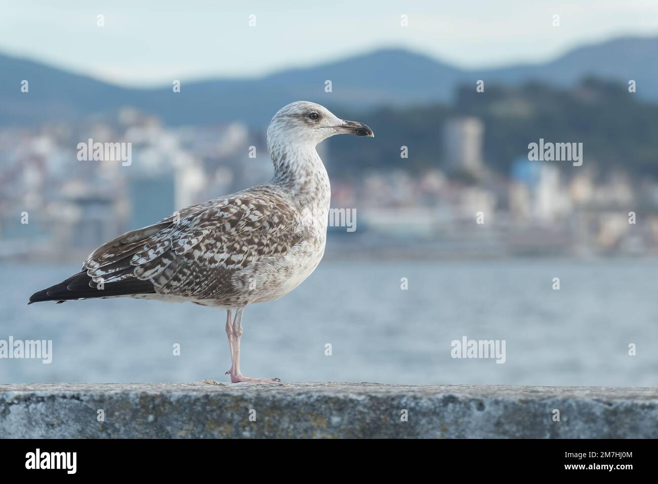 Jungmöwe mit gelben Beinen und dem ersten Winterzuckern aus nächster Nähe Stockfoto