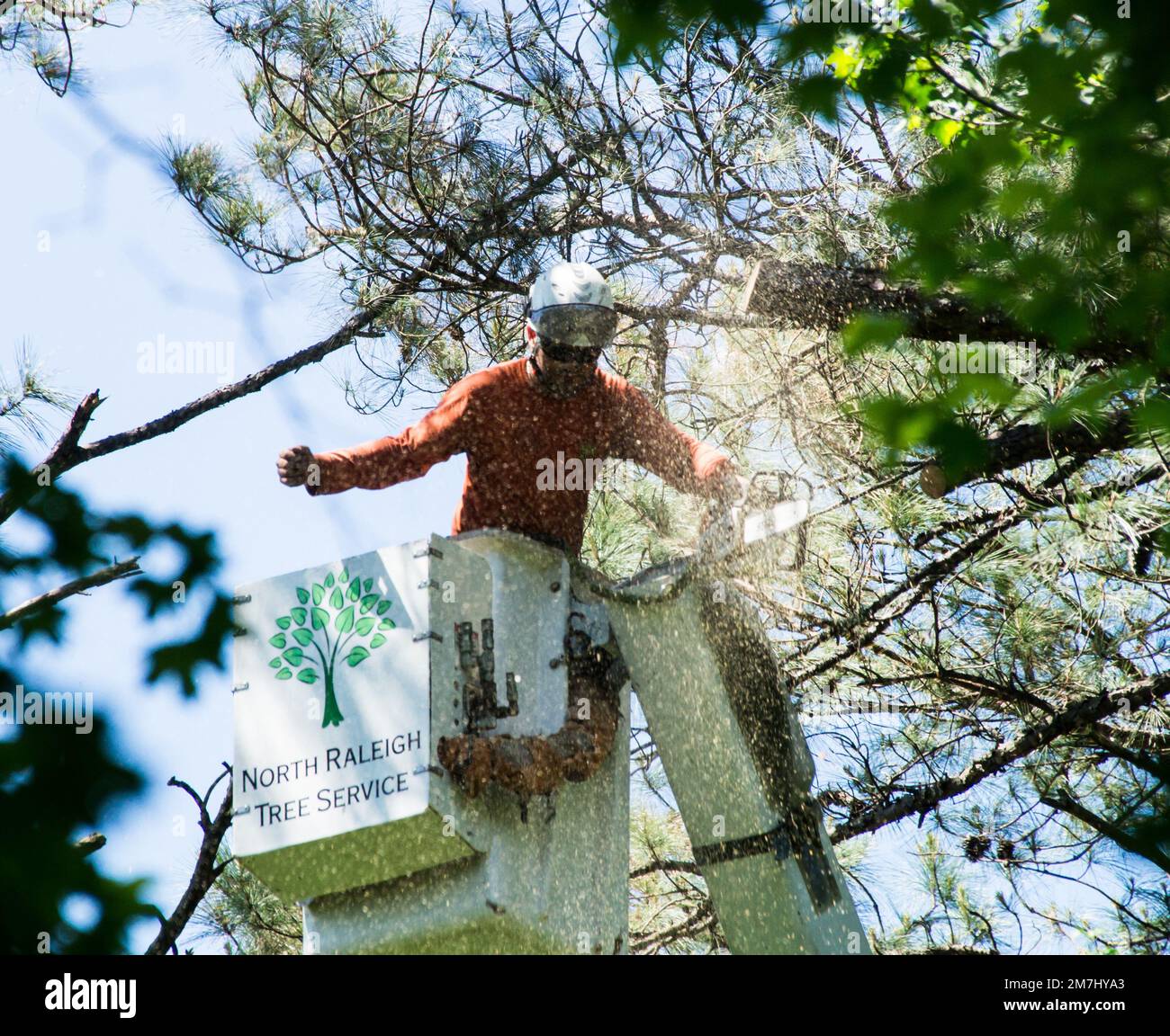 Baumschneider, der einen Teil eines Astes von einem Baum schneidet (NC-Staat, 18. Mai 2017) Stockfoto