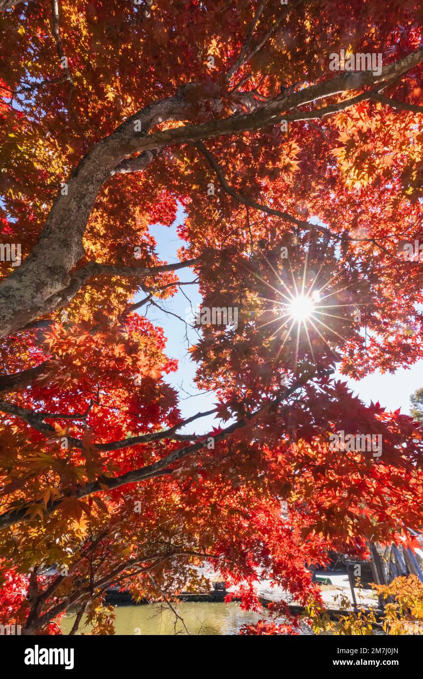 Japan, Honshu, Präfektur Nagano, Karuizawa, Shiozawa-See, Rote Herbstblätter Stockfoto