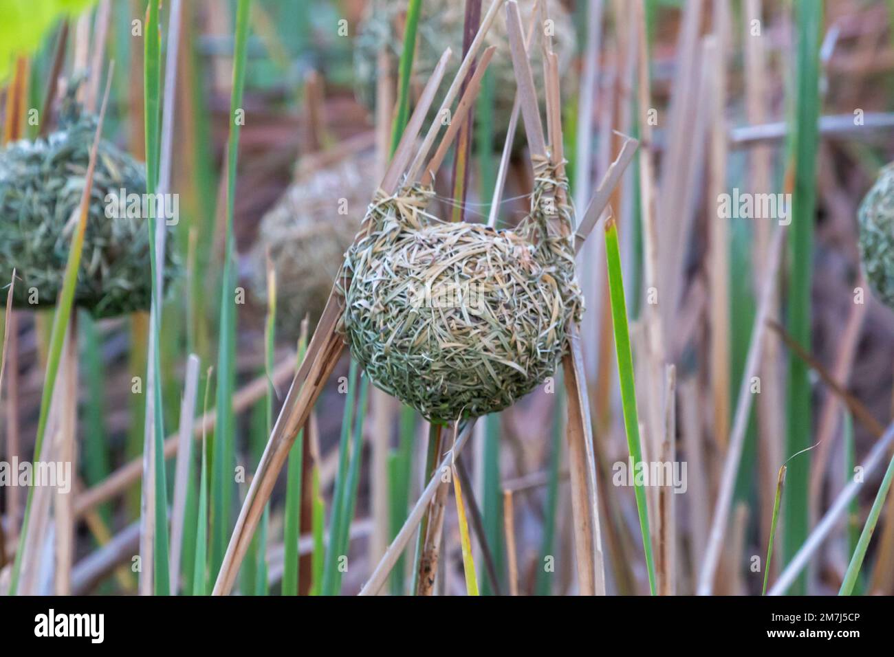Nest eines Weaver Bird in der Nähe von Tulbagh, aufgenommen am Westkap von Südafrika Stockfoto