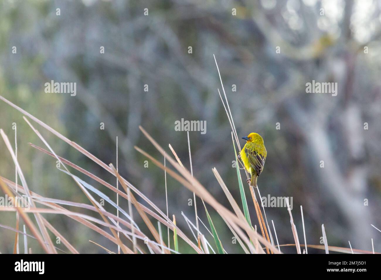 Weaver Bird in der Nähe von Tulbagh im Westkap von Südafrika Stockfoto