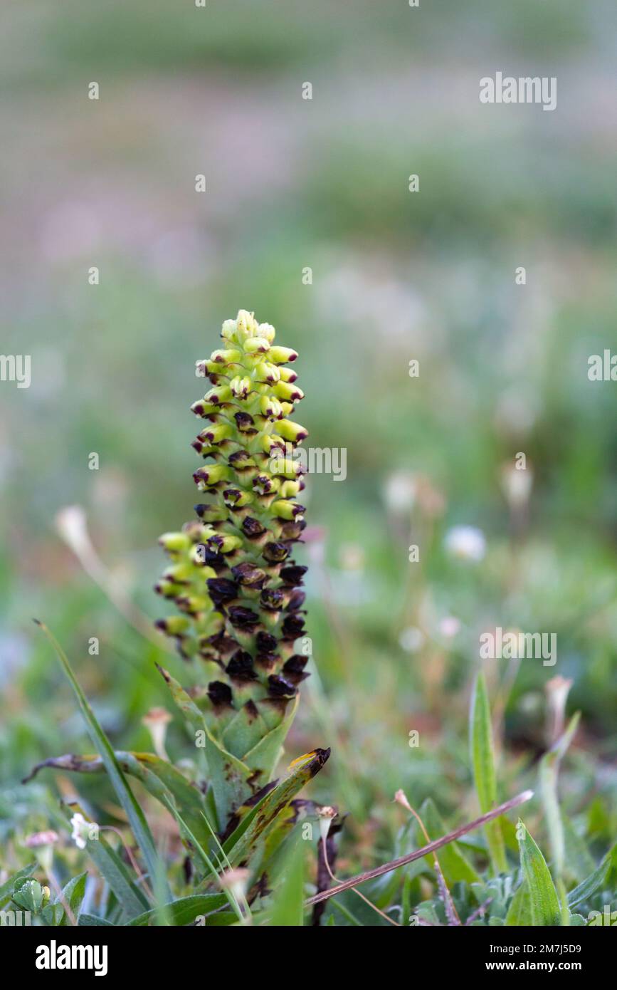 Blume eines Lachenalia sp. In der Nähe von Tulbagh am Westkap von Südafrika aufgenommen Stockfoto