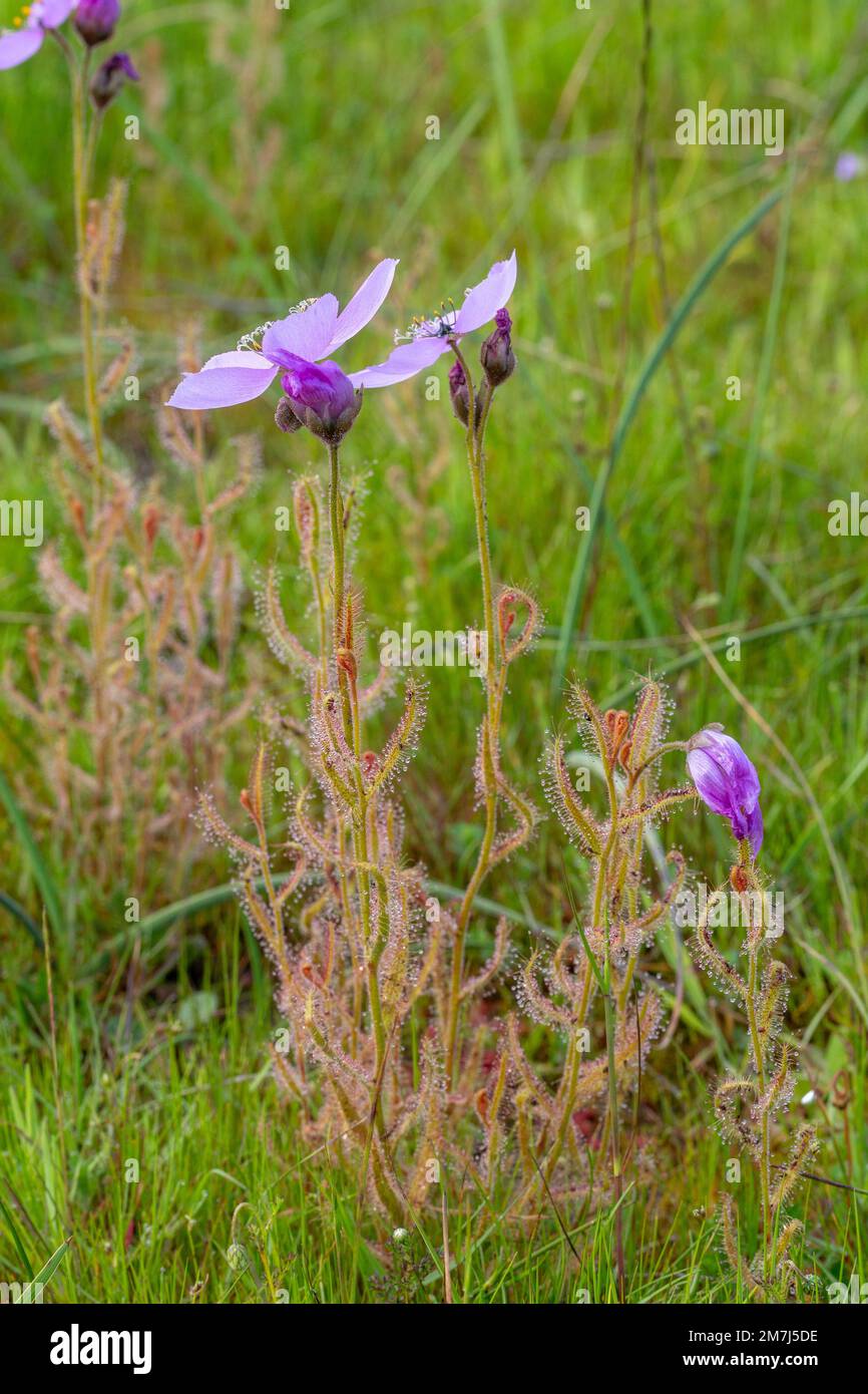 Seitenansicht einer blühenden Drosera cistiflora in einem natürlichen Lebensraum im Westkap von Südafrika Stockfoto