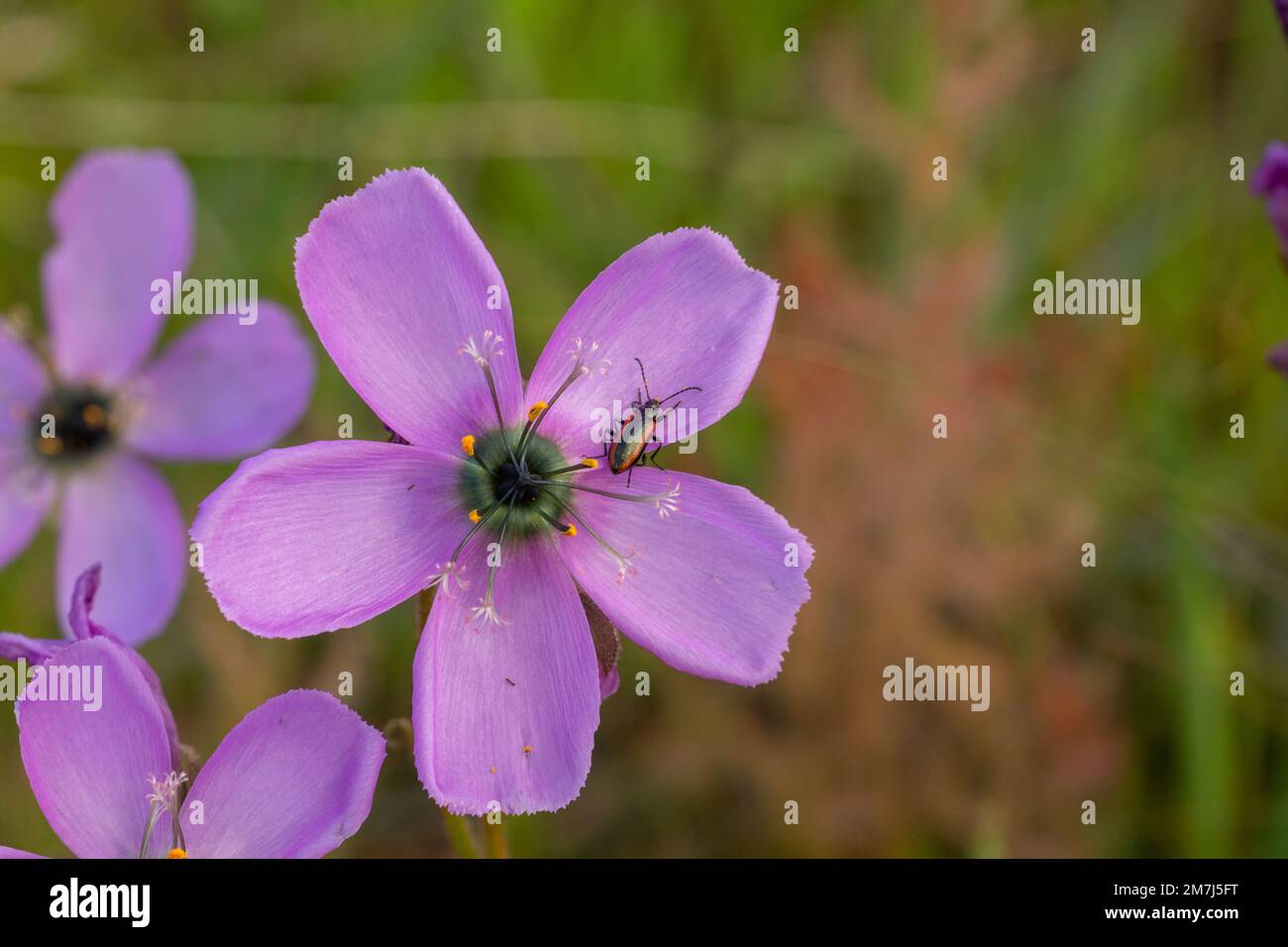 Blume einer Drosera cistiflora mit Bestäuberkäfer, der in einem natürlichen Lebensraum im Westkap von Südafrika aufgenommen wurde Stockfoto