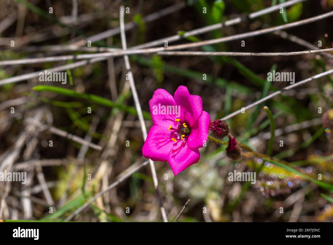 Blüte einer kleinen rosa Form von Drosera cistiflora im natürlichen Lebensraum Stockfoto