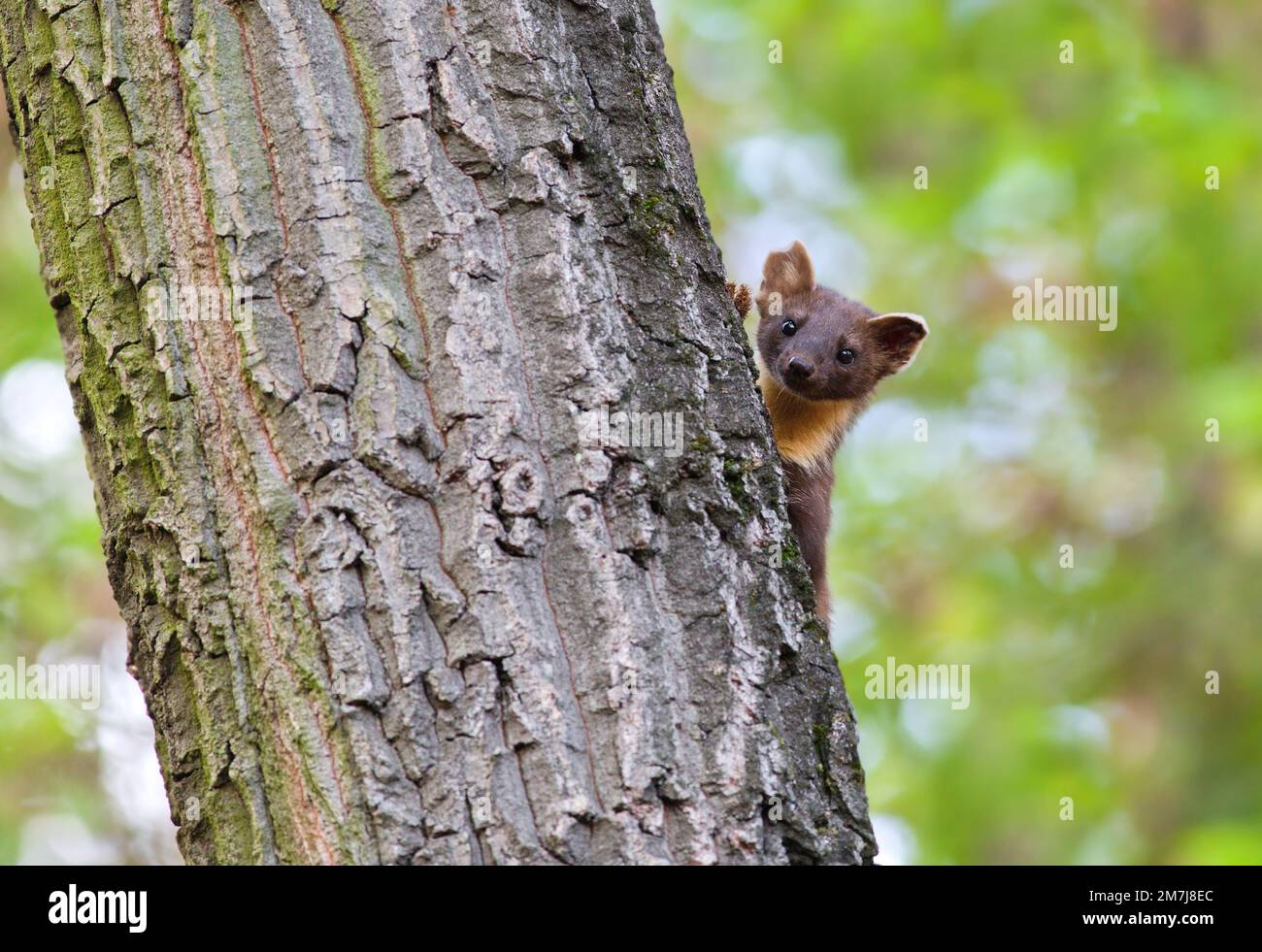 Der neugierige europäische Kiefernmarder (Martes martes) blickt hinter dem Eichenstamm Stockfoto