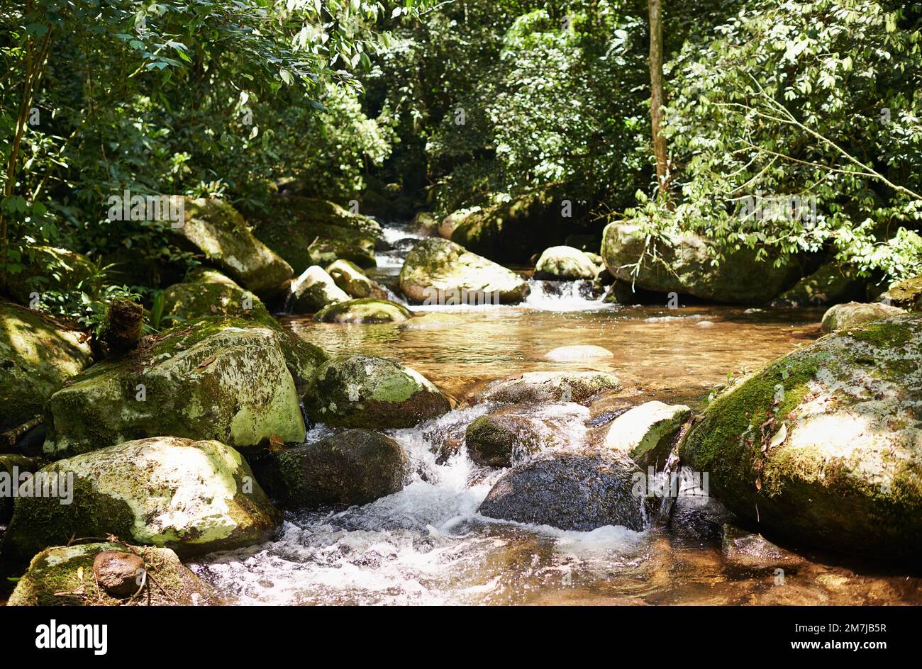 Der ruhigste Ort der Welt. Malerische Aufnahme eines Flusses, der durch einen üppigen Wald fließt. Stockfoto