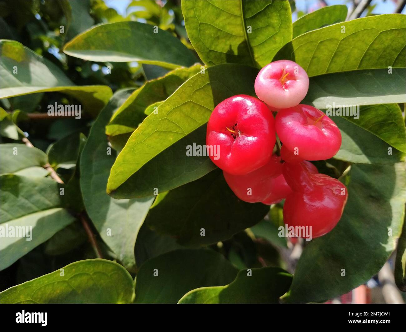 Das Foto einer schönen Rosenapfelfrucht im Garten, appetitlich, kann als Hintergrund für Landwirtschaftsbilder verwendet werden Stockfoto