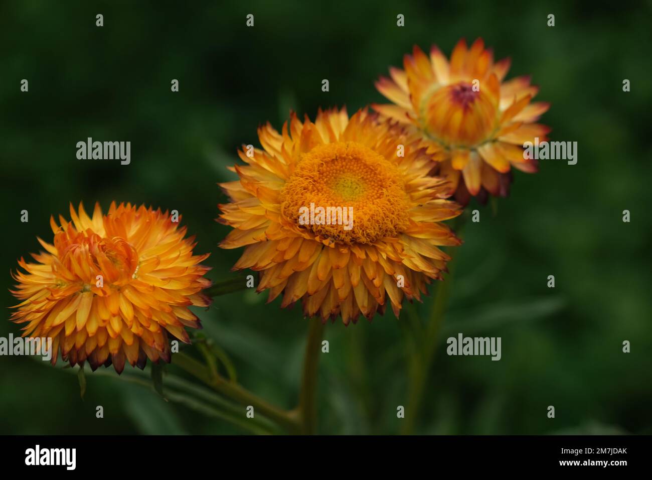 Chrysanthemum : "die Königin der Herbstblumen Stockfoto