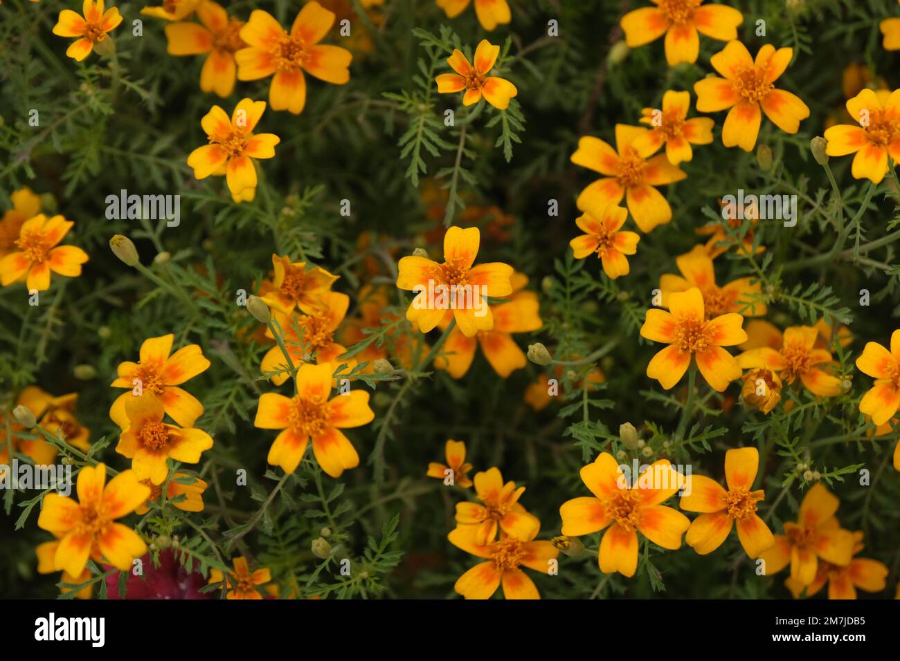 Chrysanthemum : "die Königin der Herbstblumen Stockfoto