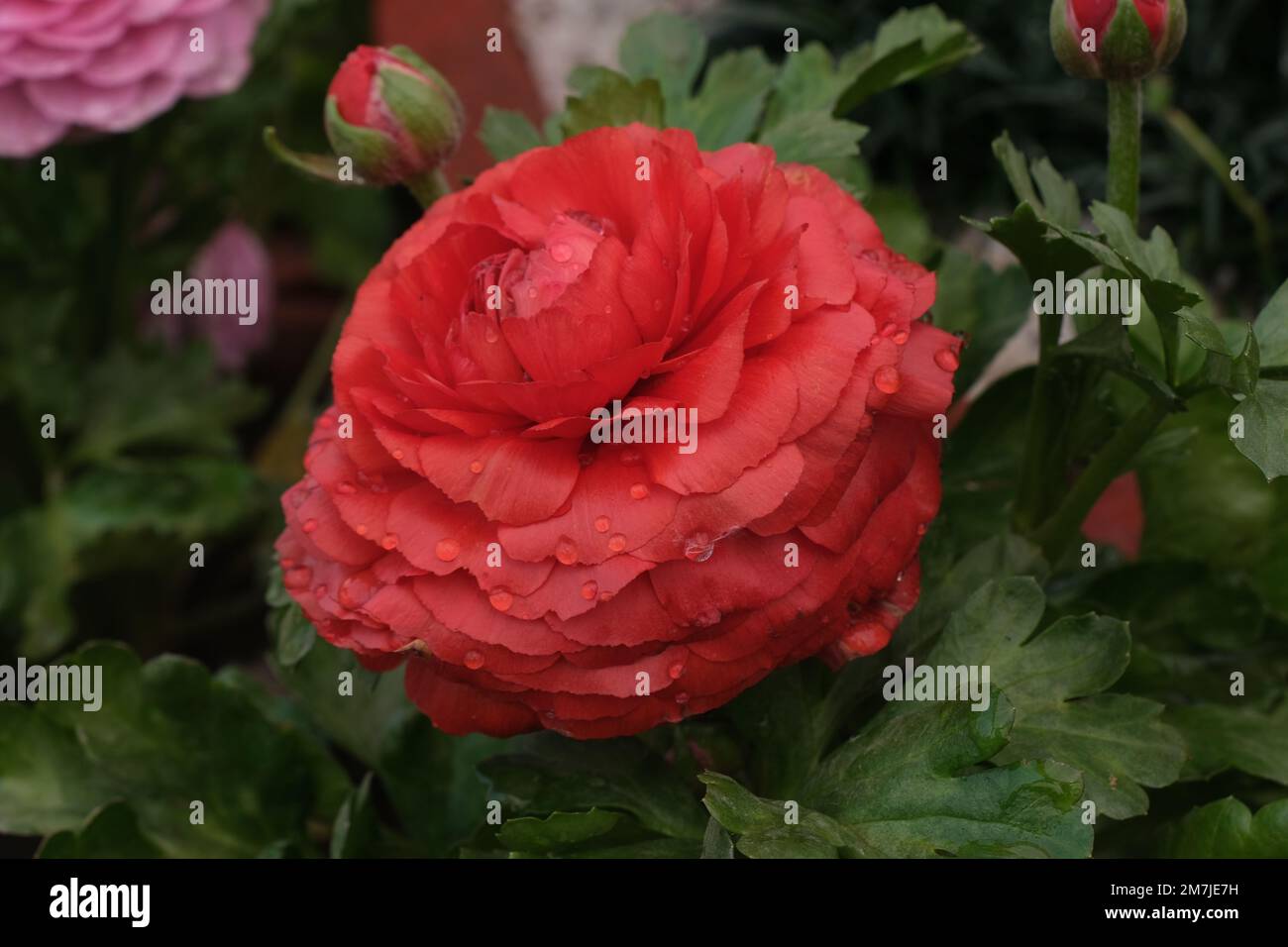 Rote Dahlienblume im Garten Stockfoto