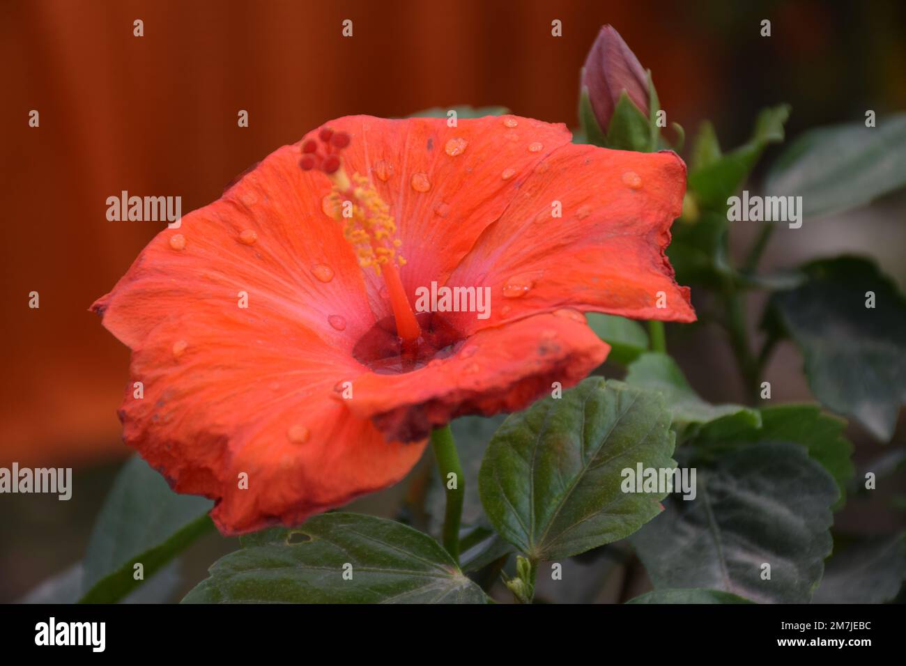 Rote Dahlienblume im Garten Stockfoto