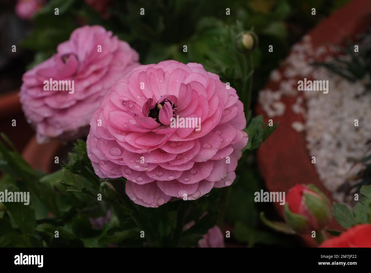 Rosa Blume wie Gänseblümchen und Rose Stockfoto