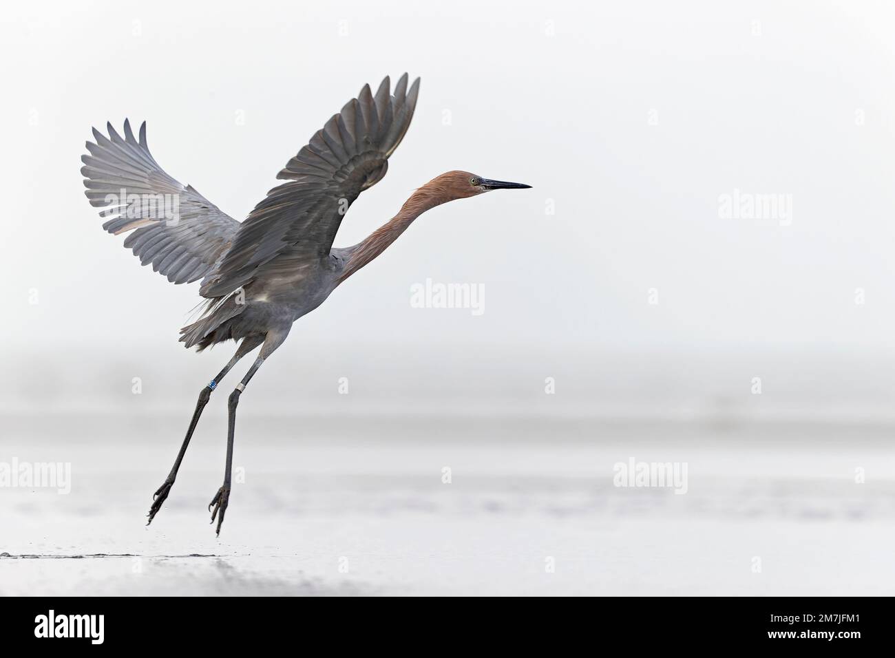 Ein rötlicher Reiher (Egretta rufescens), der aus dem Wasser fliegt. Stockfoto