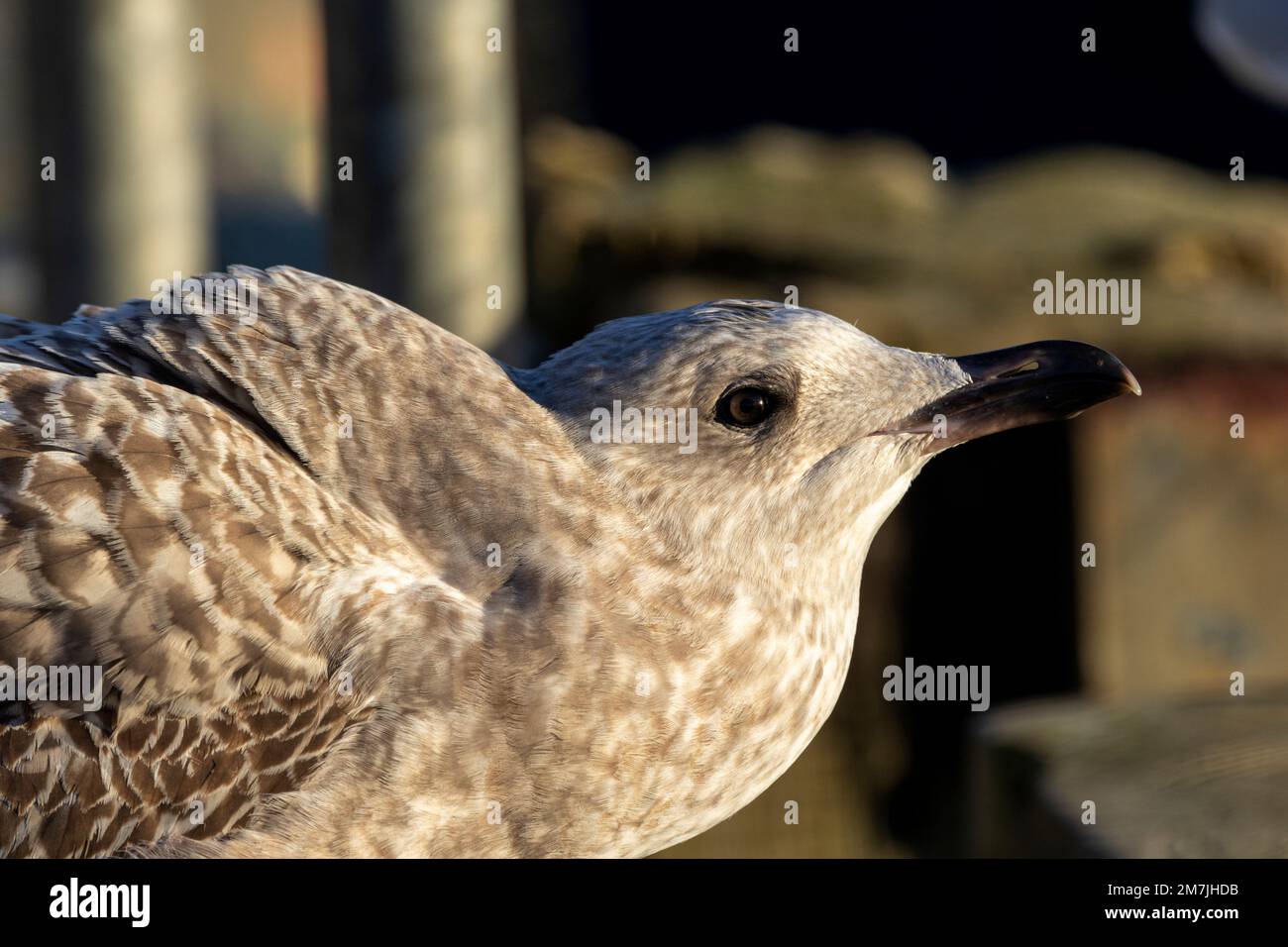 Die Herringmöwe ist ein großes Mitglied der Möwenfamilie, die sich an das Leben in der Nähe von Menschen angepasst hat. Jugendliche haben ein gesprenkeltes braunes Gefieder Stockfoto