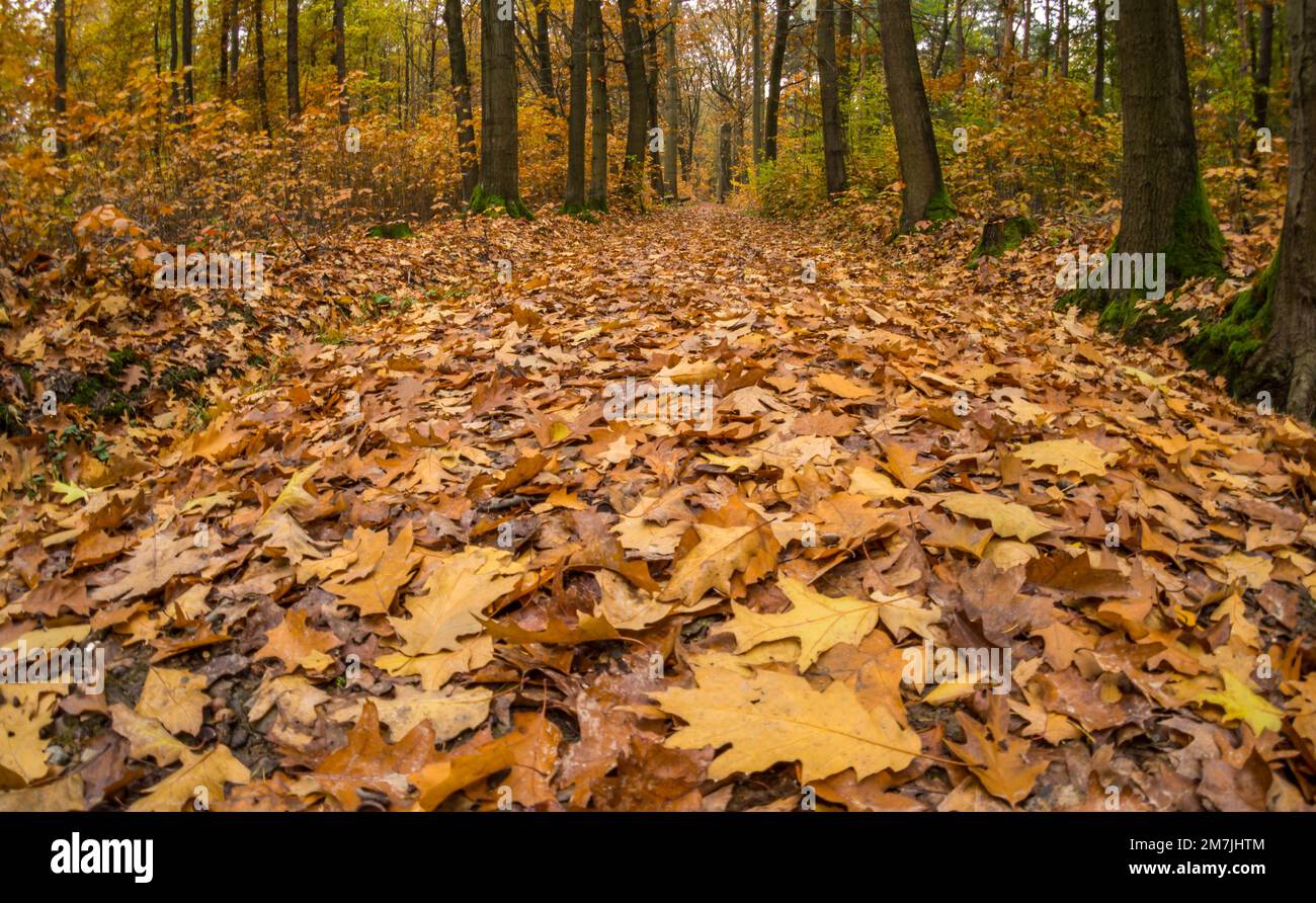Waldweg mit heruntergefallenen Blättern im Herbst Stockfoto