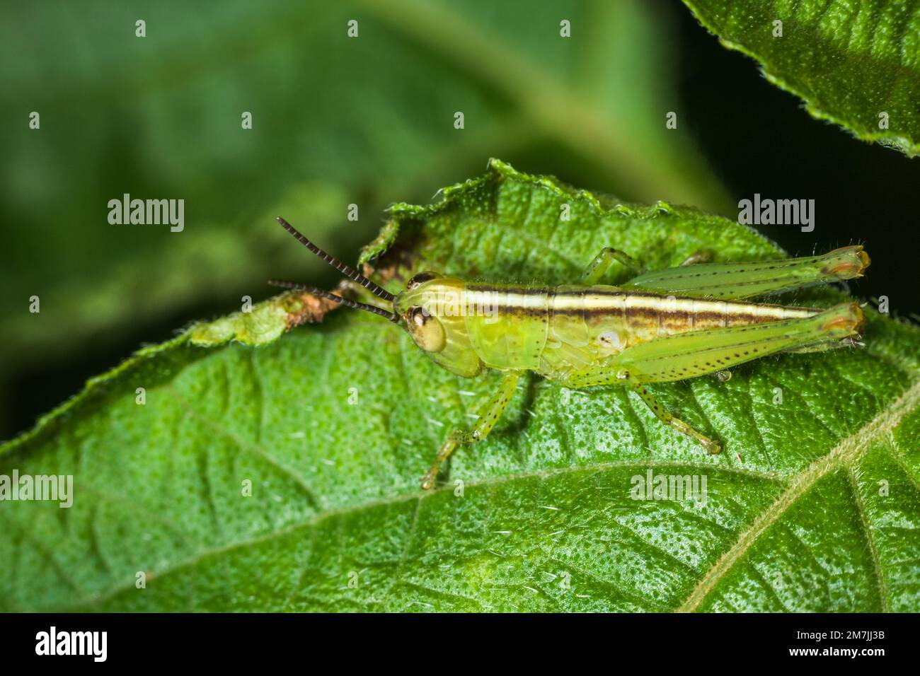 Ein kleiner Grashüpfer, der auf einem grünen Blatt in einem Park in Mumbai sitzt Stockfoto