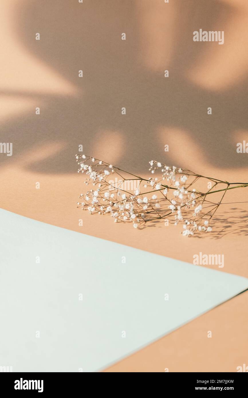 Natürlicher Hintergrund Blumendesign Weiße Papierfabrik Stockfoto