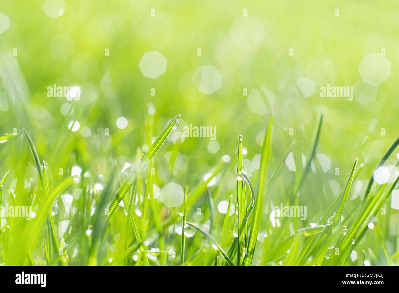 Regnerische Wiese Natur Schönheit Frühlingswetter frisch Stockfoto