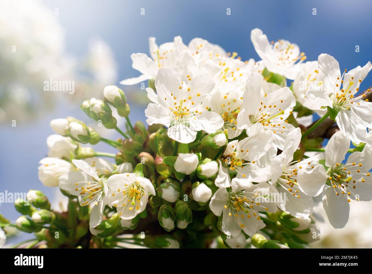 Blühen Natur Blumengarten Frühlings-Schönheitskirsche Stockfoto