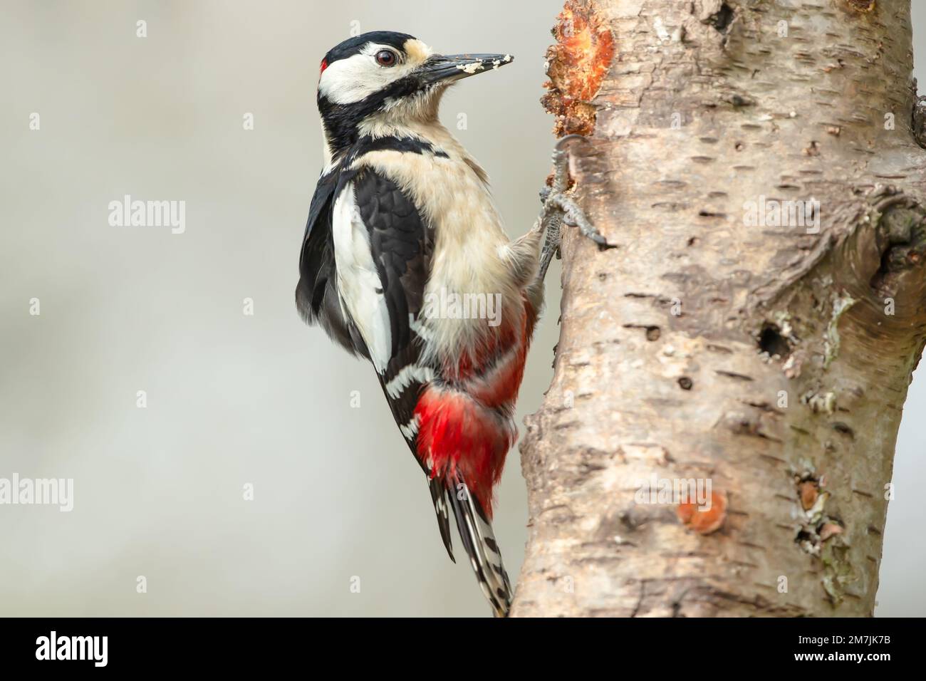 Nahaufnahme eines Großspeckers (dendrocopos Major), der nach rechts zeigt und auf dem Stamm einer Silberbirne pickt. Sauberer Hintergrund. Speicherplatz kopieren. Stockfoto