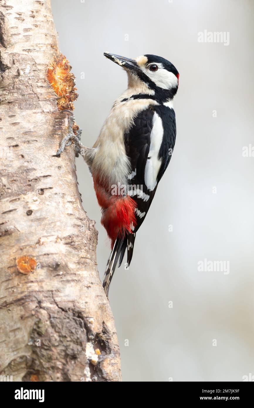 Nahaufnahme eines Großspeckers (dendrocopos Major), der nach links zeigt und auf dem Stamm einer Silberbirne pickt. Sauberer Hintergrund. Polizist Stockfoto