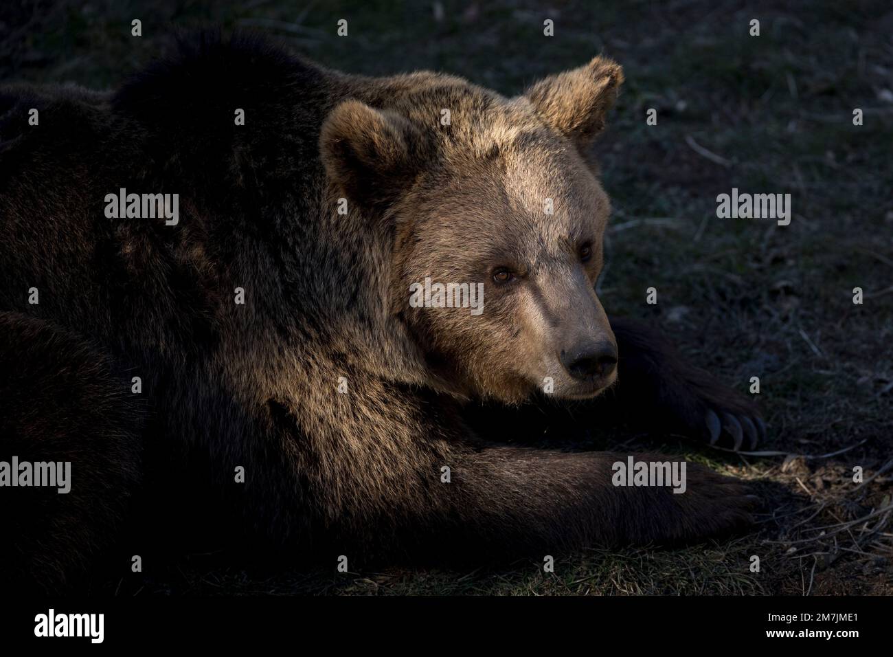 Braunbär in Gefangenschaft in Pyrenäen, Les Angles, Frankreich, am 28. Dezember 2022. © Joan Gosa 2022 Stockfoto