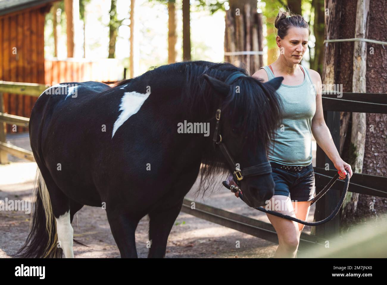 Wunderschönes schwarzes Pferd, das mit seinem Trainer auf der Ranch spaziert Stockfoto