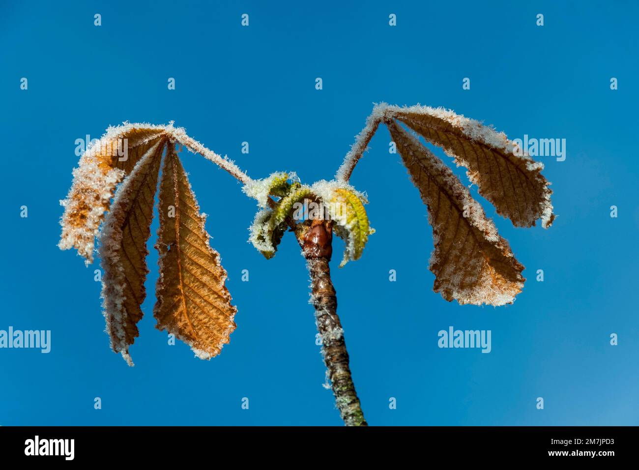 Nahaufnahme von gefrorenen Kastanienblättern vor einem blauen Himmel Stockfoto