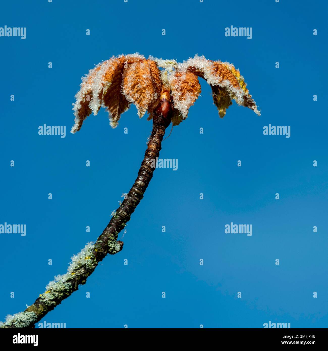 Nahaufnahme von gefrorenen Kastanienblättern vor einem blauen Himmel Stockfoto