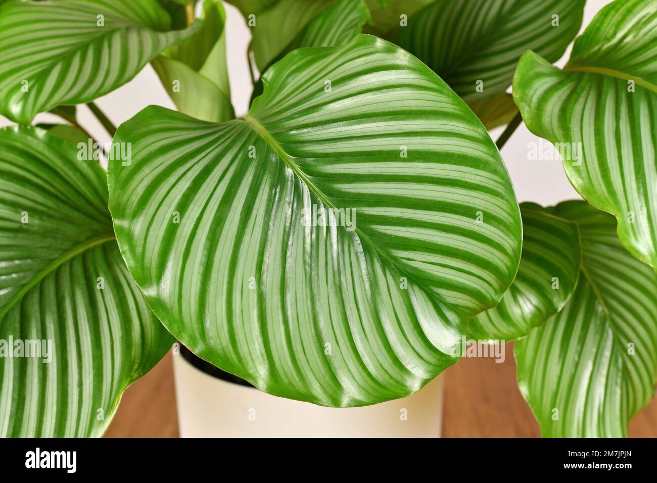 Groe gestreifte Bltter einer exotischen "Calathea Orbifolia Gebetspflanze  Stockfotografie - Alamy