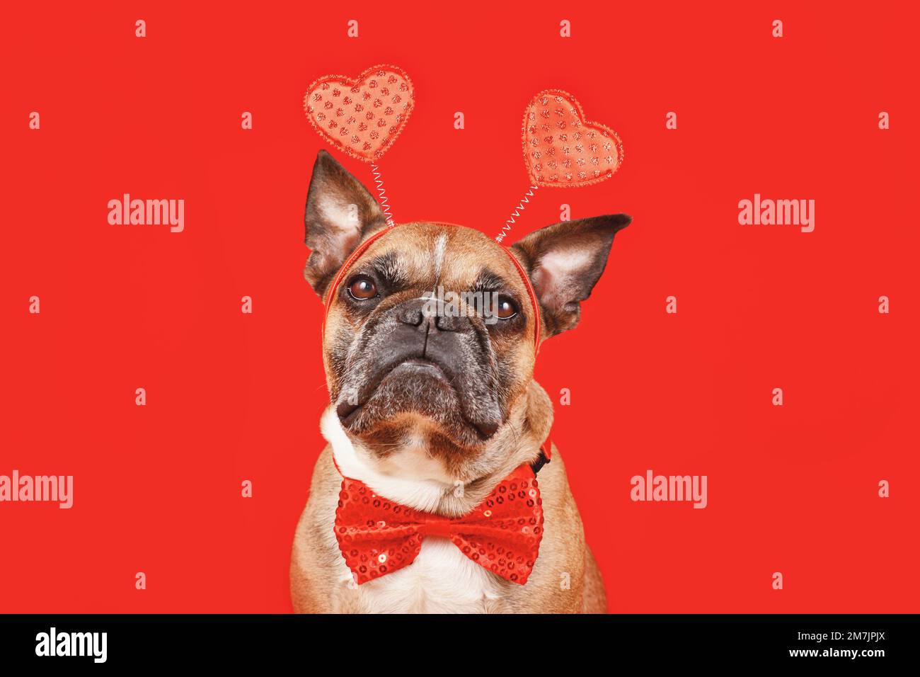 Französischer Bulldog mit Stirnband zum Valentinstag mit Herzen und Fliege auf rotem Hintergrund Stockfoto