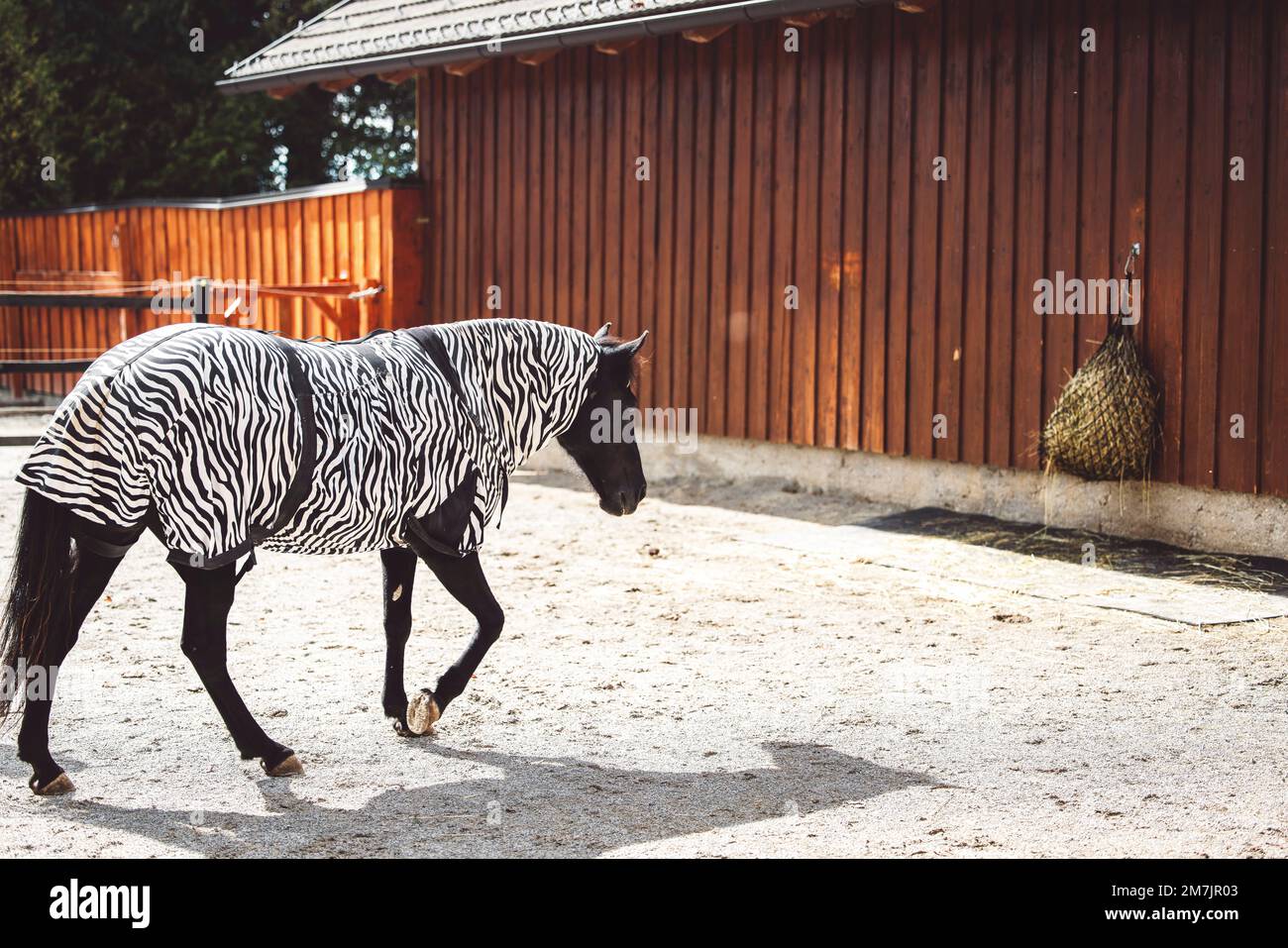 Pferd trägt einen Mantel mit Zebramuster, wegen seines Hautausschlags Stockfoto