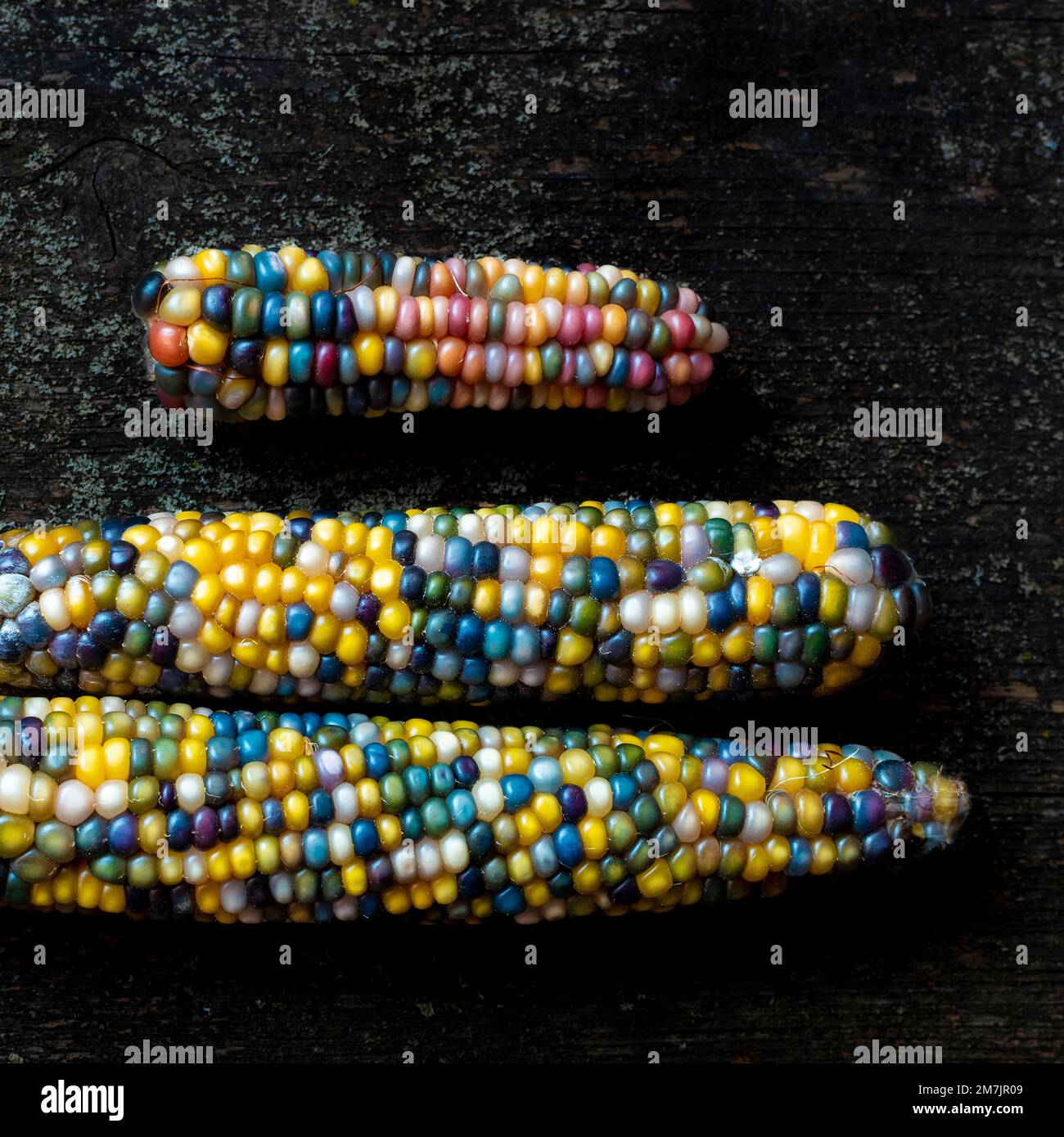 Draufsicht von zwei mehrfarbigen Mais in verschiedenen Größen auf einer Holzoberfläche Stockfoto